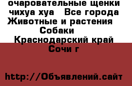 очаровательные щенки чихуа-хуа - Все города Животные и растения » Собаки   . Краснодарский край,Сочи г.